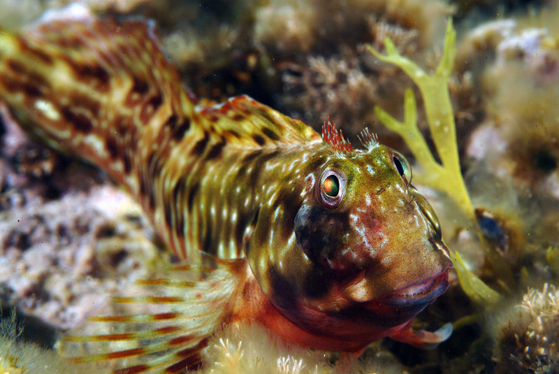 Scartella cristata